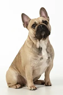 270220: DOG. French bulldog, sitting, studio, white background