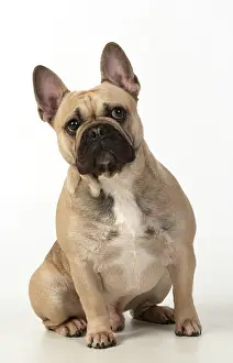 270220: DOG. French bulldog, sitting, studio, white background