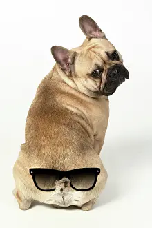 270220: DOG. French bulldog, sitting, back view, studio