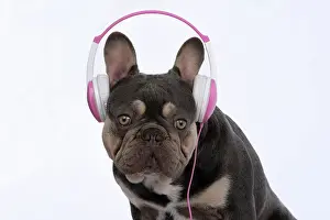Headphones: DOG. French Bulldog, sitting wearing head phones, studio