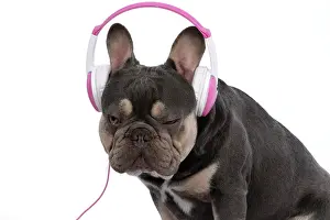 Headphones: DOG. French Bulldog, sitting wearing head phones, studio
