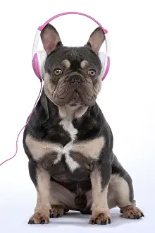 Headphones: DOG. French Bulldog, sitting wearing head phones, studio