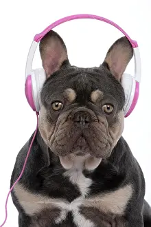 Headphones: DOG. French Bulldog, sitting wearing head phones, studio