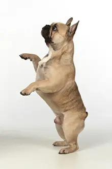 270220: DOG. French bulldog, standing up on back legs
