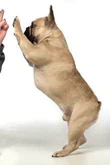 Giving: DOG. French bulldog, standing up on back legs