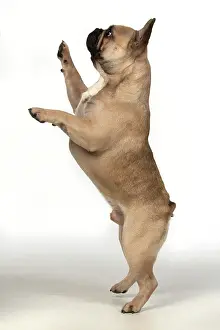 270220: DOG. French bulldog, standing up on back legs