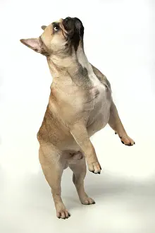 270220: DOG. French bulldog, standing up on back legs