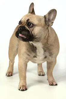 270220: DOG. French bulldog, standing, studio, white background