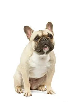 Worried: Dog - French Bulldog in studio