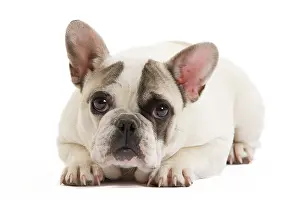 Worried: Dog - French Bulldog in studio