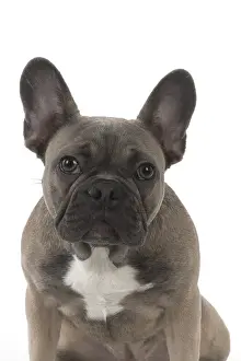 021117: DOG. French Bulldog studio