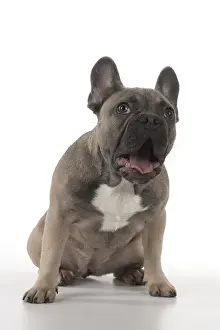 021117: DOG. French Bulldog studio