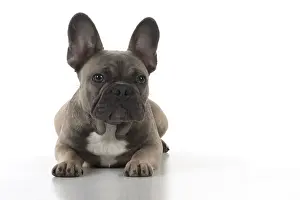 021117: DOG. French Bulldog studio