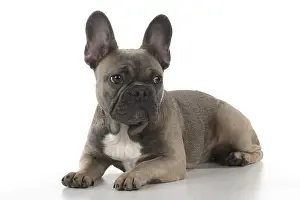 021117: DOG. French Bulldog studio