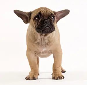 Worried: Dog - French Bulldog in studio looking sad / scared