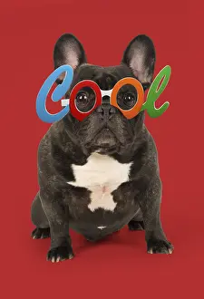 Chilling: DOG. French Bulldog in studio wearing Cool glasses