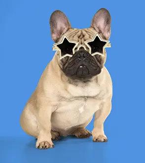 110418: DOG. French Bulldog in studio wearing star sun glasses