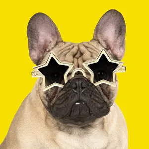 110418: DOG. French Bulldog in studio wearing star sun glasses