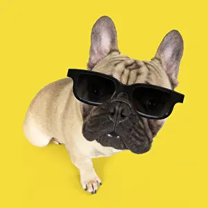 110418: DOG. French Bulldog in studio wearing sunglasses