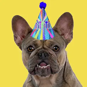 Celebrations: DOG. French Bulldog wearing a birthday party hat
