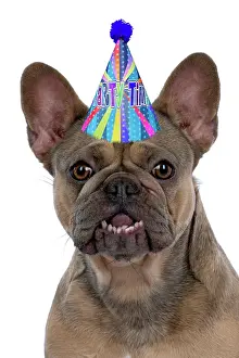 Celebrations: DOG. French Bulldog wearing a birthday party hat