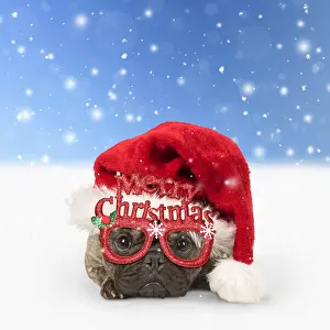 111219: DOG. French Bulldog wearing Christmas hat and