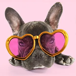 160419: Dog - French Bulldog wearing heart shaped sun-glasses