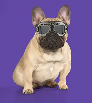 110418: DOG. French Bulldog wearing pilot goggles Digital