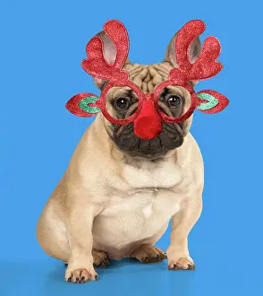 Rudolph: DOG. French Bulldog wearing Rudolph antler Christmas glasses