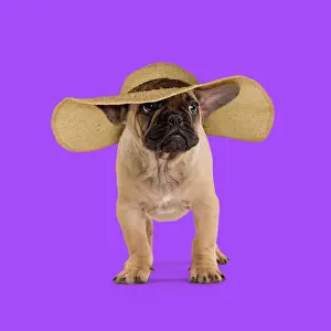 100817: Dog - French Bulldog wearing straw sun hat looking
