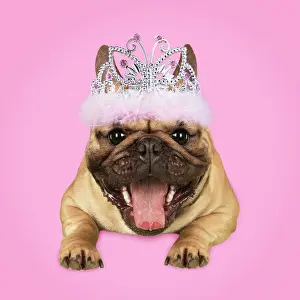 Tiara: Dog, French Bulldog wearing Tiara
