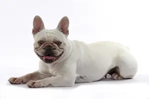 Smiling: DOG. French Bulldog, white, laying down, studio