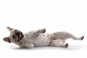 Rolling: DOG. French Bulldog, white, laying down, studio