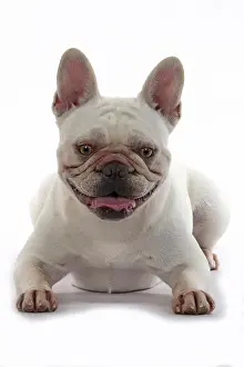 Smiling: DOG. French Bulldog, white, laying down, studio