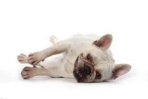 Bulldogs: DOG. French Bulldog, white, laying, studio
