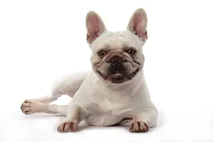 Bulldogs: DOG. French Bulldog, white, laying, studio