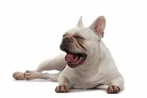 Tongues: DOG. French Bulldog, white, laying, studio