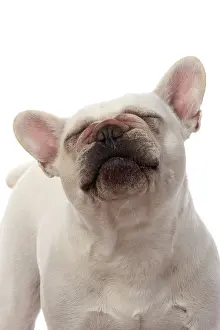 Shoulders: DOG. French Bulldog, white, portrait, head & shoulders