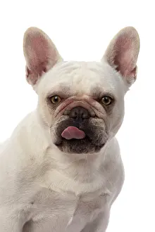 Sticking: DOG. French Bulldog, white, portrait, head & shoulders