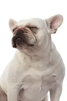 Shoulders: DOG. French Bulldog, white, portrait, head & shoulders