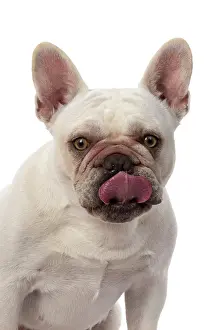 Sticking: DOG. French Bulldog, white, portrait, head & shoulders
