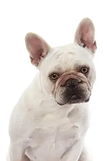 Shoulders: DOG. French Bulldog, white, portrait, head & shoulders
