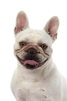 Shoulders: DOG. French Bulldog, white, portrait, head & shoulders