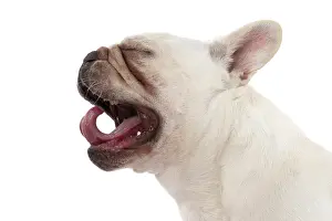 Singing: DOG. French Bulldog, white, portrait, profile, head