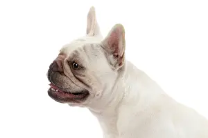 Bulldogs: DOG. French Bulldog, white, portrait, profile, head