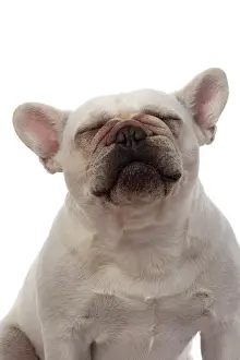 Shoulders: DOG. French Bulldog, white, portrait, head & shoulders