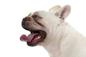Singing: DOG. French Bulldog, white, portrait, profile, head