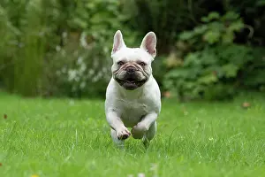 Bulldogs: DOG. French Bulldog, white, running to camera