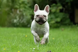 Bulldogs: DOG. French Bulldog, white, running to camera