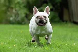 Bulldogs: DOG. French Bulldog, white, running to camera